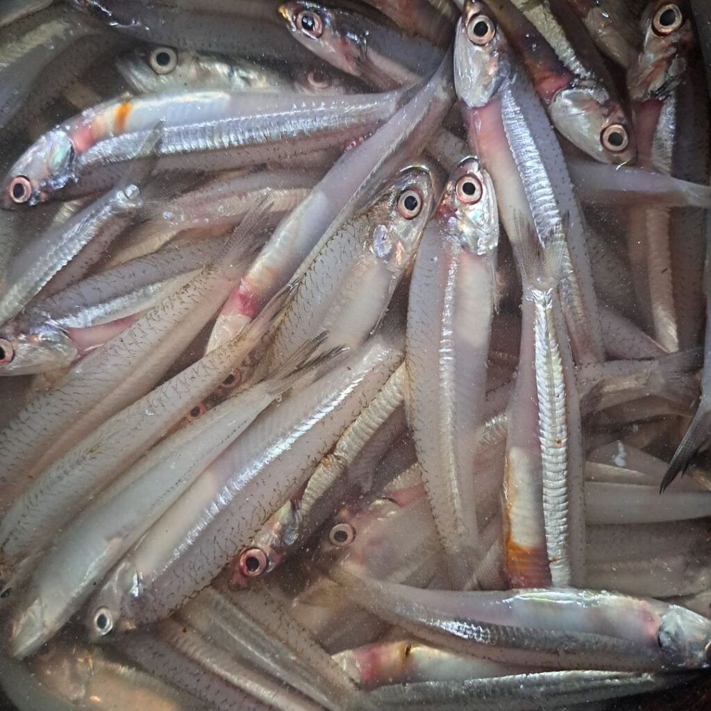 Netholi (Anchovy fish)