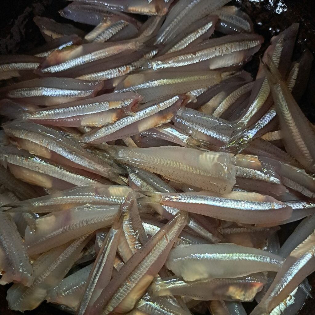 Netholi (Anchovy fish)